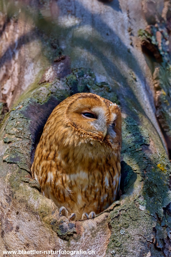 Waldkauz (Strix aluco) &copy; Oliver Bl&auml;ttler
